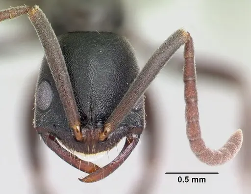 Leptogenys fotsivava specimen