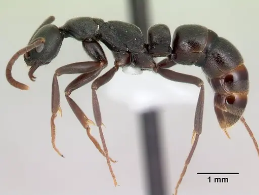 Leptogenys fotsivava specimen