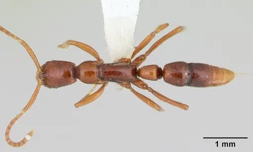 Leptogenys foveonates specimen