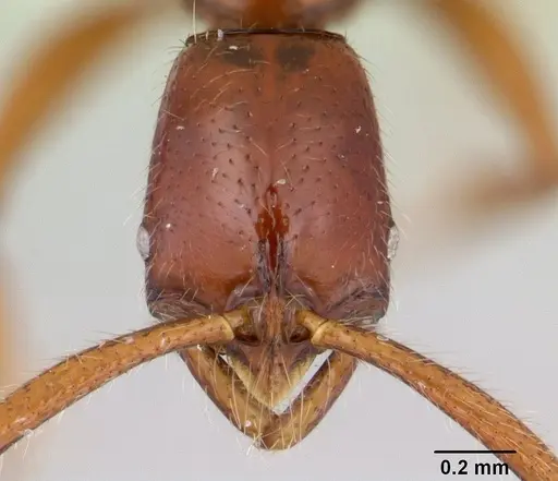 Leptogenys foveonates specimen