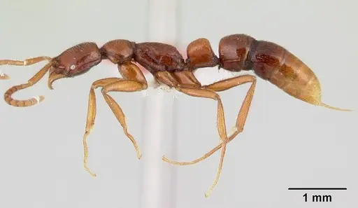 Leptogenys foveonates specimen