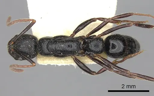 Leptogenys foveopunctata specimen