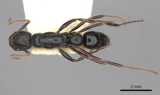 Leptogenys foveopunctata specimen