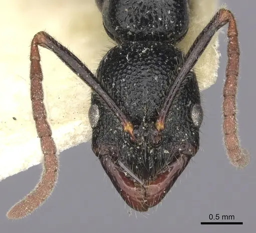 Leptogenys foveopunctata specimen