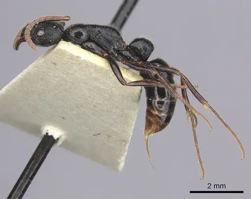 Leptogenys foveopunctata - CASENT0260380