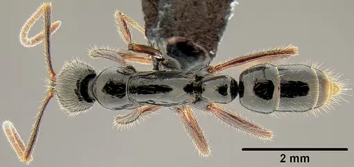 Leptogenys fugax specimen