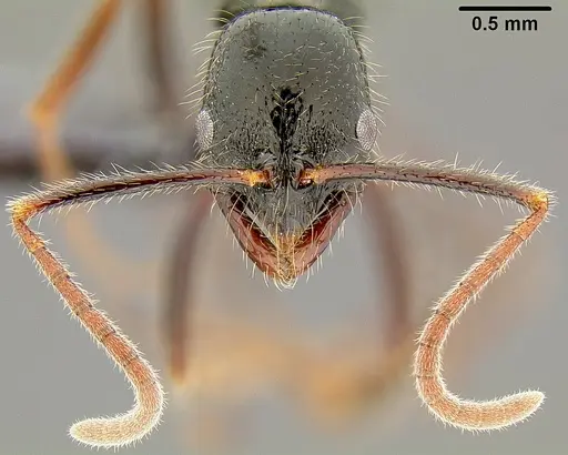 Leptogenys fugax specimen