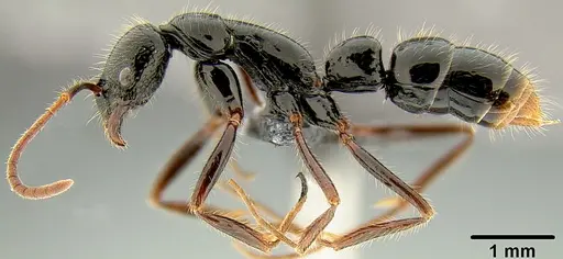 Leptogenys fugax specimen