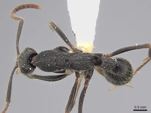 Leptogenys furtiva specimen