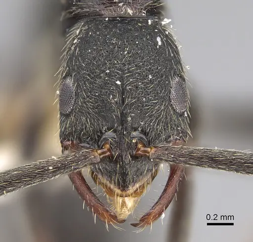 Leptogenys furtiva specimen