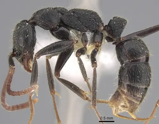 Leptogenys furtiva specimen