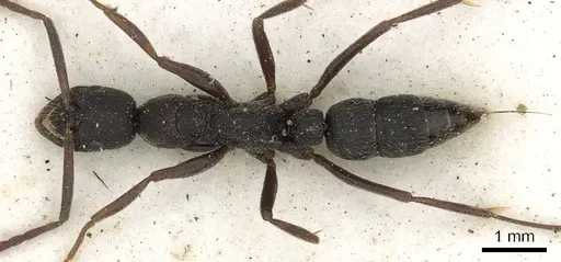 Leptogenys furtiva - CASENT0902592