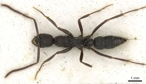 Leptogenys furtiva - CASENT0902592