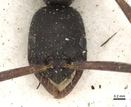 Leptogenys furtiva - CASENT0902592