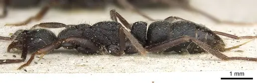 Leptogenys furtiva - CASENT0902592