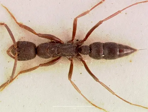 Leptogenys furtiva - SAM-ENT-0011533