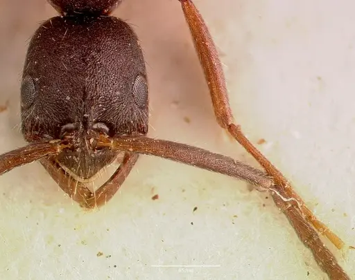 Leptogenys furtiva - SAM-ENT-0011533