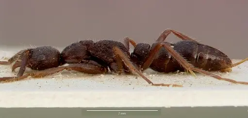 Leptogenys furtiva - SAM-ENT-0011533