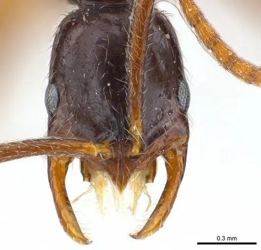 Leptogenys gagates specimen