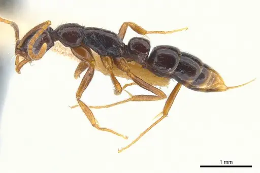 Leptogenys gagates specimen