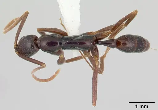 Leptogenys gaigei specimen