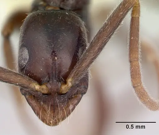 Leptogenys gaigei specimen