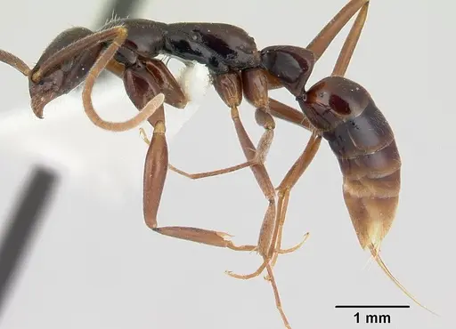 Leptogenys gaigei specimen