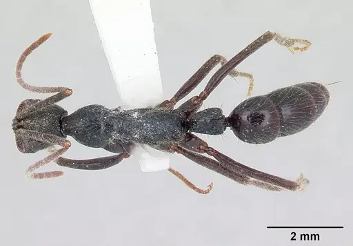 Leptogenys gatu specimen