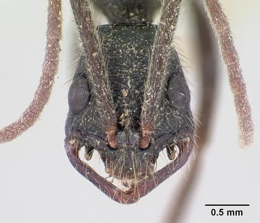 Leptogenys gatu specimen