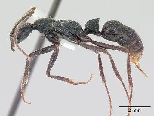 Leptogenys gatu specimen