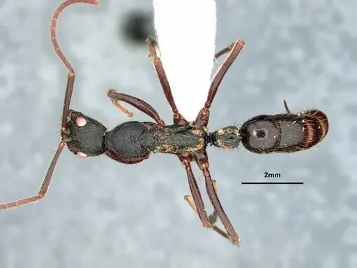 Leptogenys gatu - CASENT0843148