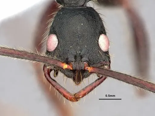 Leptogenys gatu - CASENT0843148