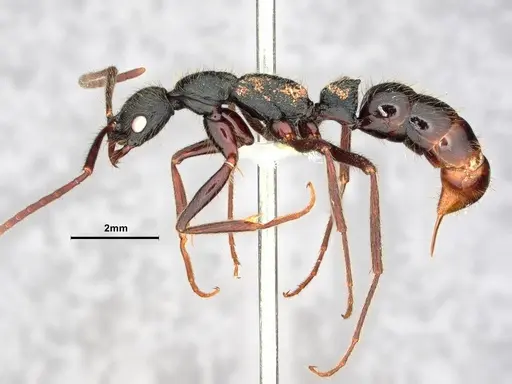 Leptogenys gatu - CASENT0843148