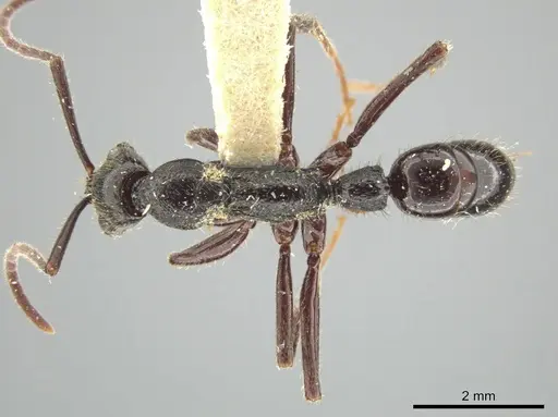 Leptogenys gatu - LACMENT142586