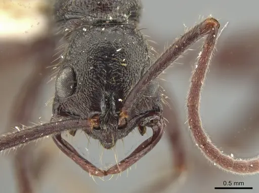 Leptogenys gatu - LACMENT142586