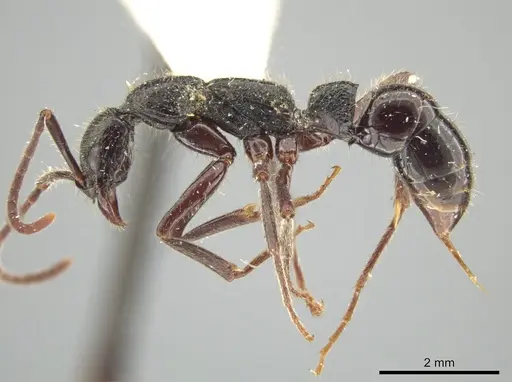 Leptogenys gatu - LACMENT142586