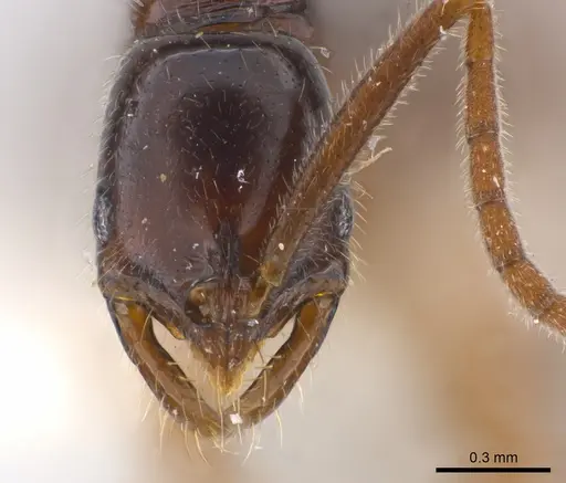 Leptogenys glabra specimen