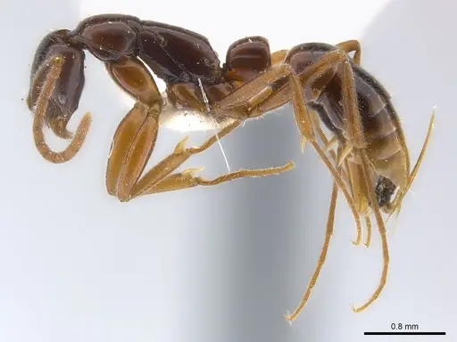 Leptogenys glabra specimen