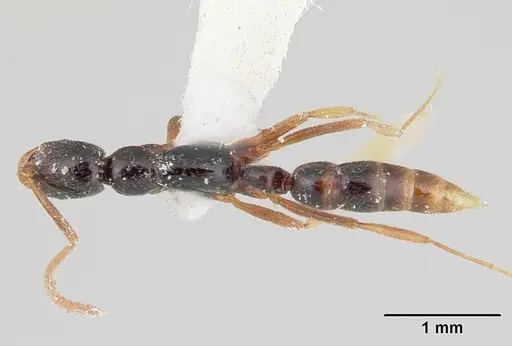 Leptogenys gorgona specimen