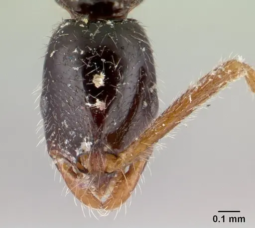 Leptogenys gorgona specimen