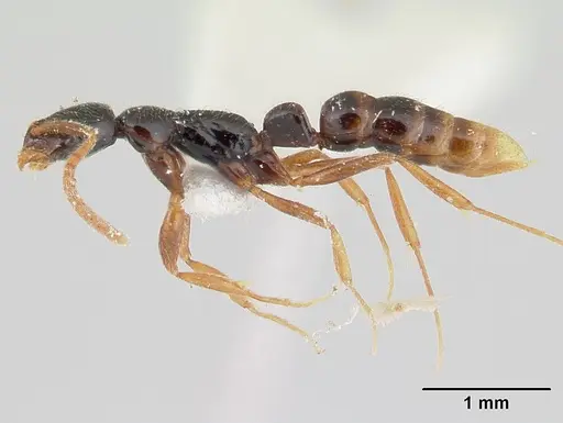 Leptogenys gorgona specimen