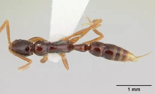 Leptogenys gorgona - CASENT0178819