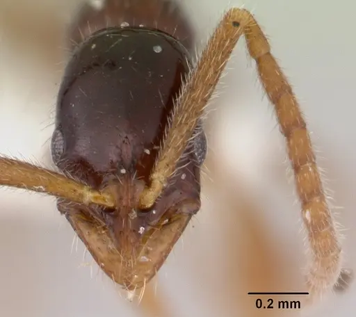 Leptogenys gorgona - CASENT0178819