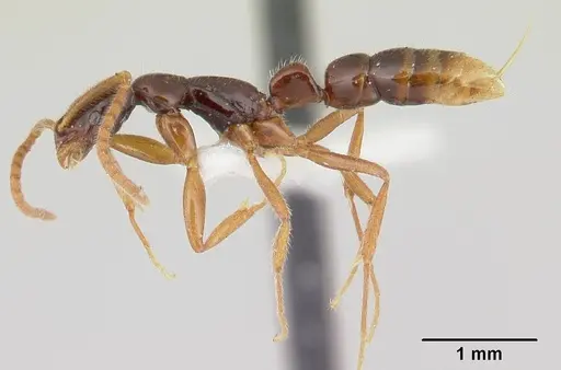 Leptogenys gorgona - CASENT0178819