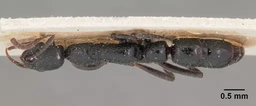 Leptogenys gracilis specimen