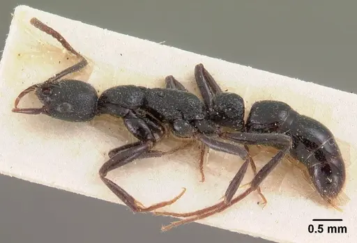 Leptogenys gracilis - CASENT0102017