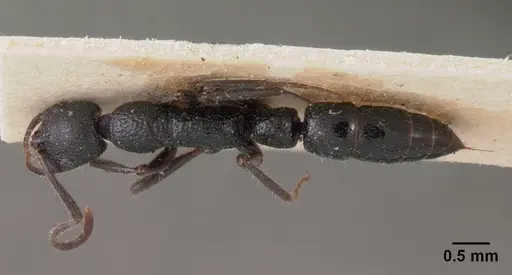 Leptogenys gracilis - CASENT0102018