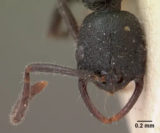 Leptogenys gracilis - CASENT0102018