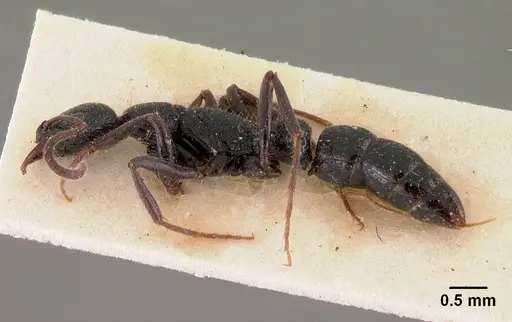 Leptogenys gracilis - CASENT0102018