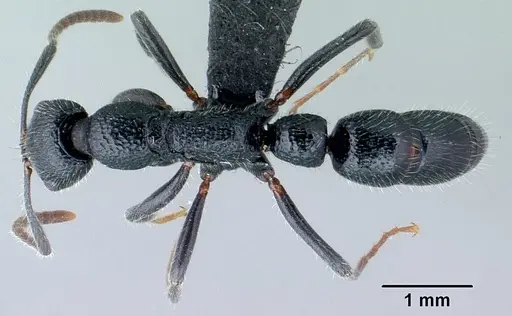 Leptogenys gracilis - CASENT0129782